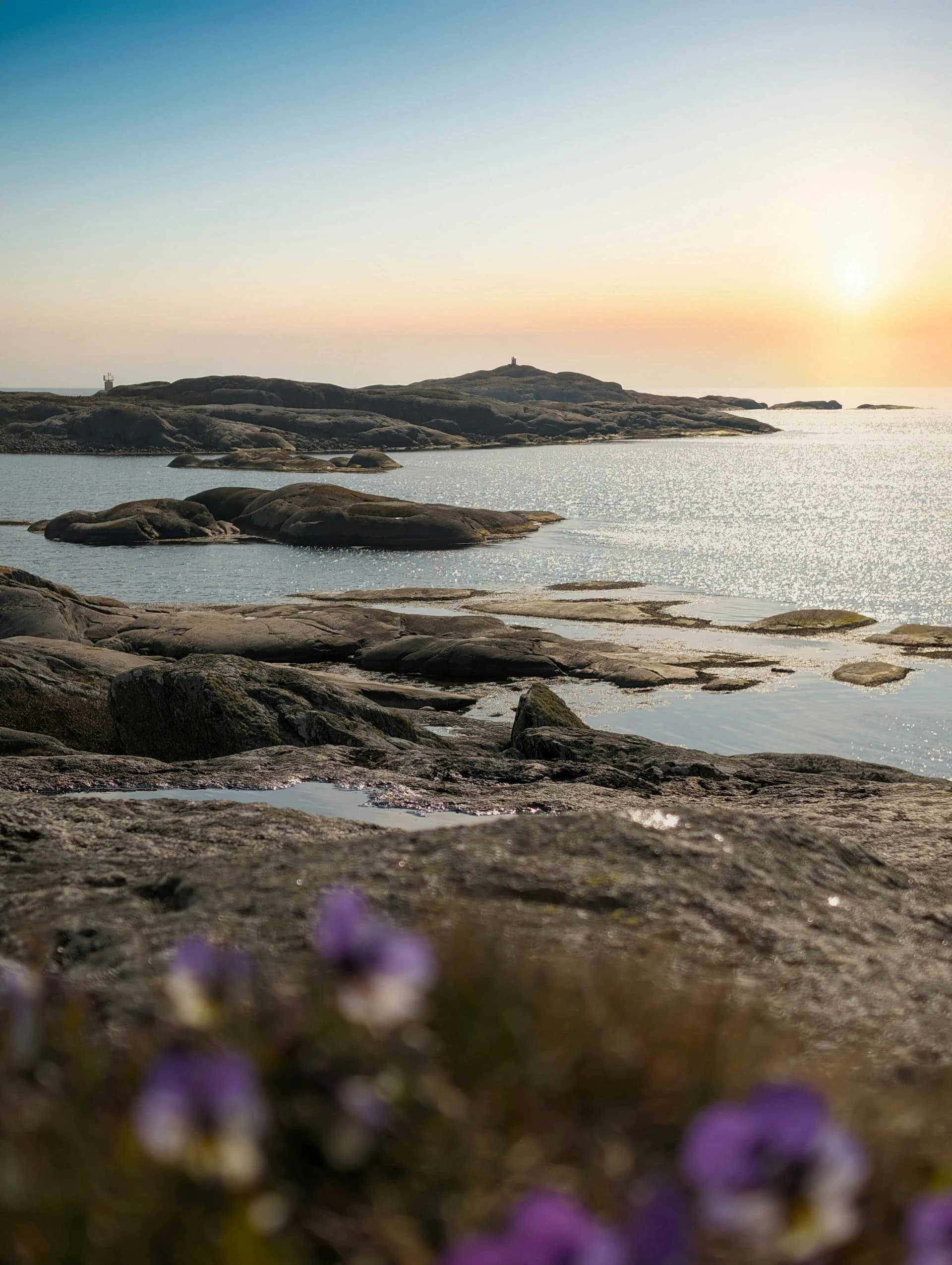 Solnedgång över skärgården med ljung i förgrunden